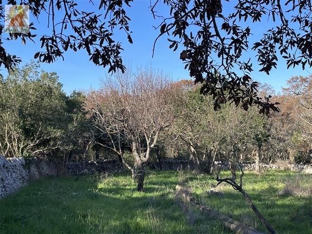 Image No.16-Trullo de 4 chambres à vendre à Martina Franca