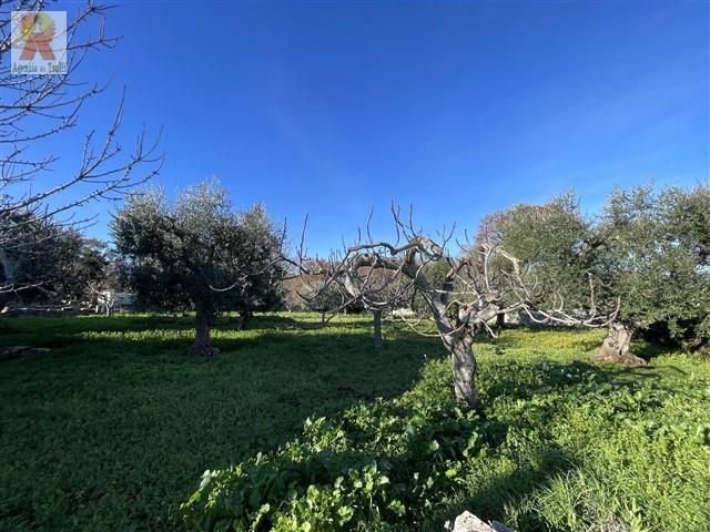 Image No.19-Trullo de 4 chambres à vendre à Martina Franca