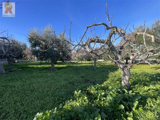 Image No.20-Trullo de 4 chambres à vendre à Martina Franca