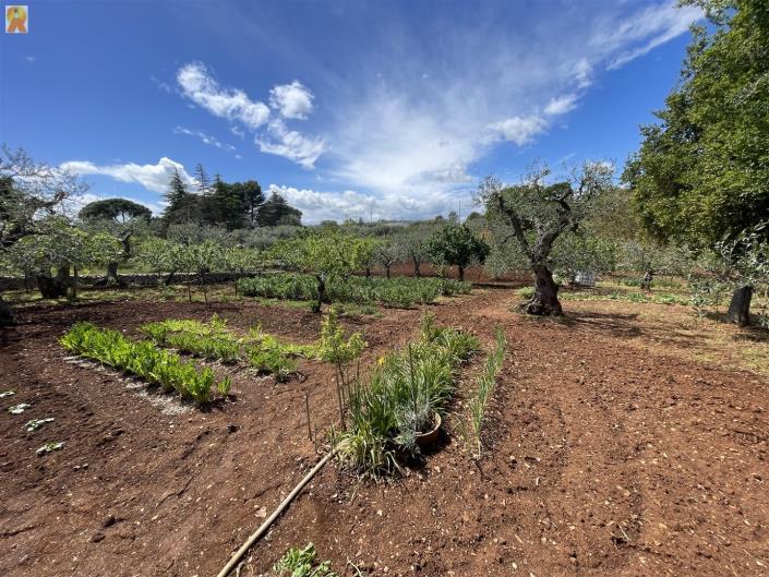 Image No.29-Trullo de 1 chambre à vendre à Alberobello