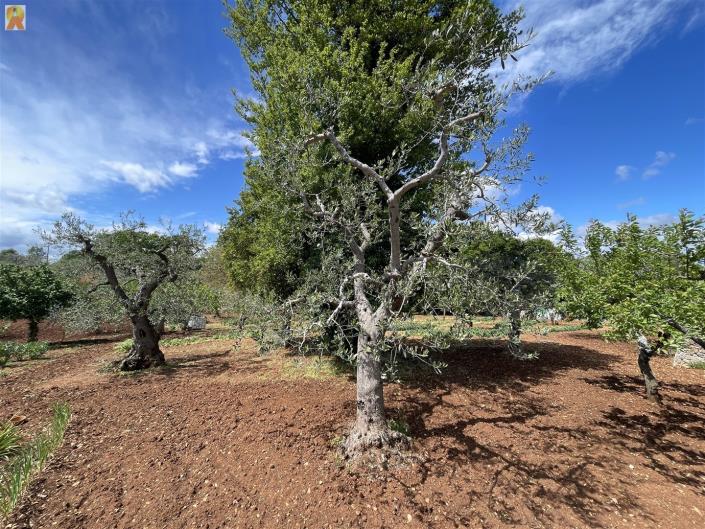 Image No.30-Trullo de 1 chambre à vendre à Alberobello