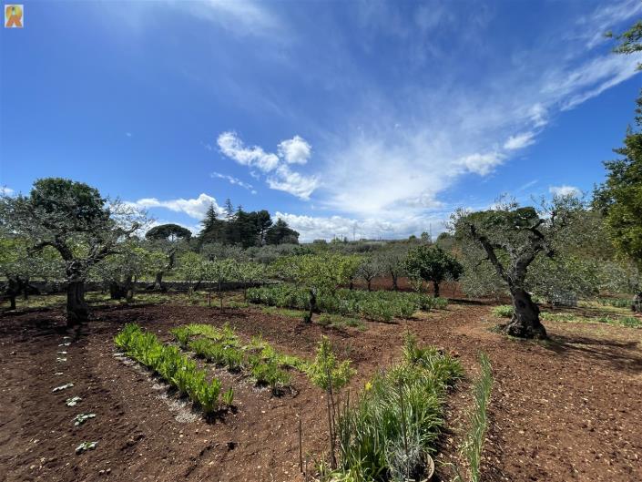 Image No.31-Trullo de 1 chambre à vendre à Alberobello