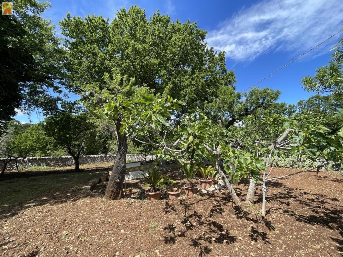 Image No.33-Trullo de 1 chambre à vendre à Alberobello