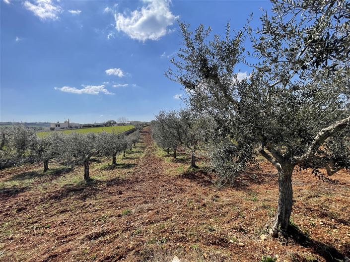 Image No.41-3 Bed Country House for sale