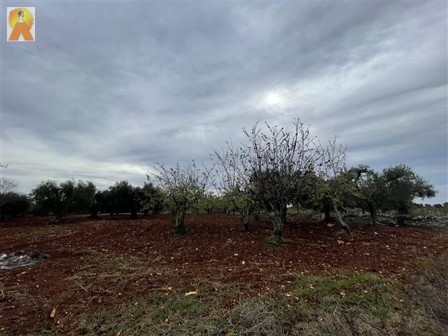 Image No.20-Trullo de 2 chambres à vendre à Martina Franca