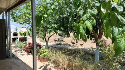 Agricultural Land For Sale  in  Neo Chorio