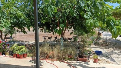 Agricultural Land For Sale  in  Neo Chorio