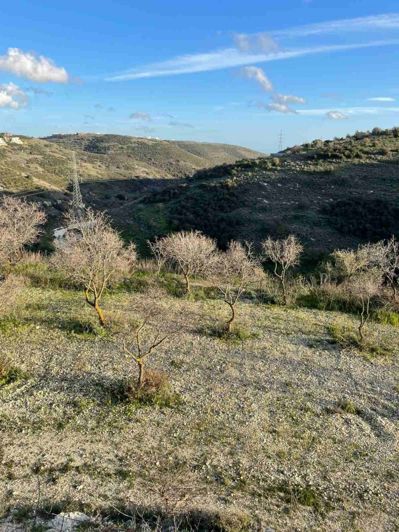 Image No.2-Terre à vendre à Tsada