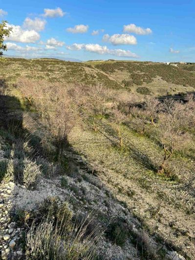 Image No.4-Terre à vendre à Tsada