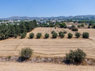 Field - Mesogi, Paphos