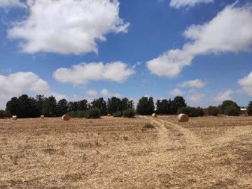 Field - Mesogi, Paphos