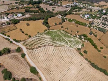Field - Pano Akourdaleia, Paphos