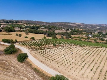 Field - Pano Akourdaleia, Paphos