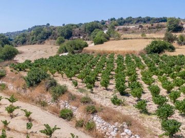 Field - Pano Akourdaleia, Paphos