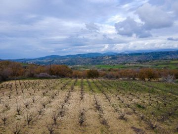 Field - Stroumpi, Paphos