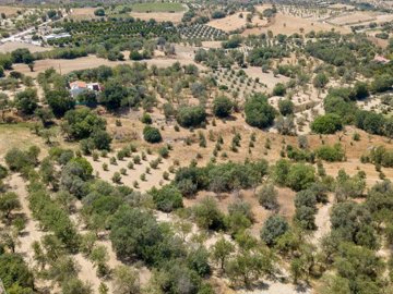 Field - Giolou, Paphos
