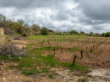 Field - Kathikas, Paphos