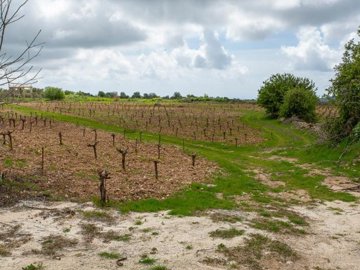Field - Kathikas, Paphos
