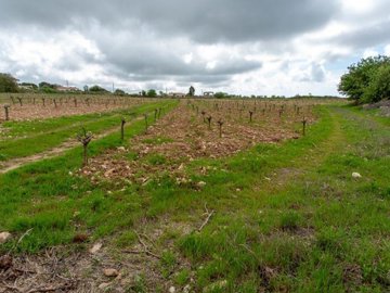Field - Kathikas, Paphos