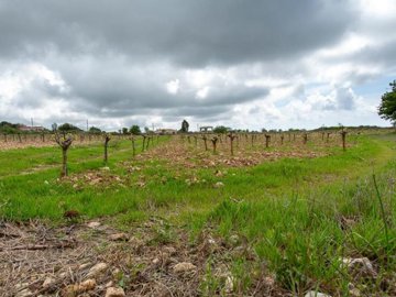Field - Kathikas, Paphos