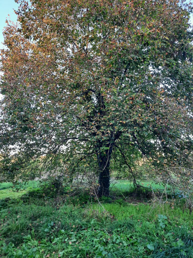 Image No.3-Propriété à vendre à Eymet
