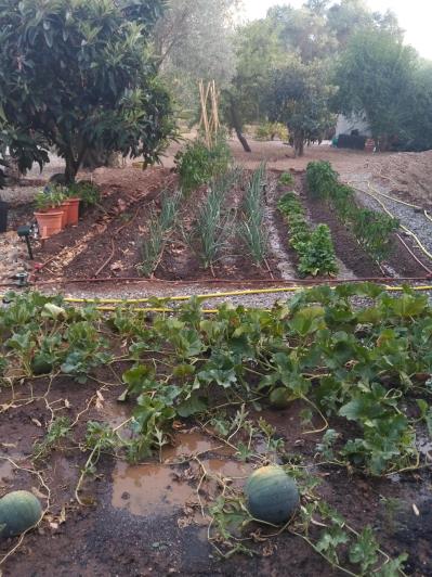 Image No.32-Finca de 4 chambres à vendre à Coin