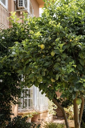 Image No.11-Villa de 4 chambres à vendre à Mijas Costa