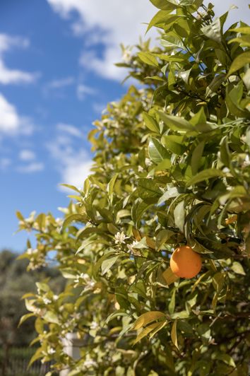 Image No.23-10 Bed Villa for sale