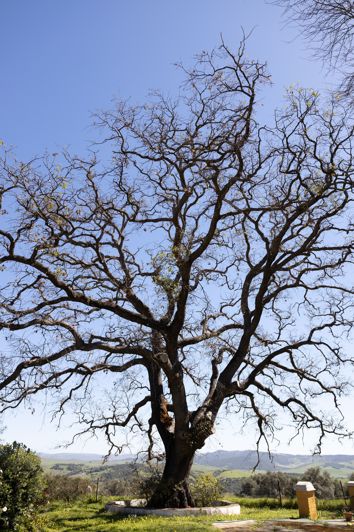 Image No.17-9 Bed Finca for sale