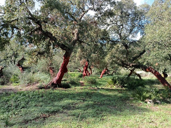 Image No.6-Plot for sale