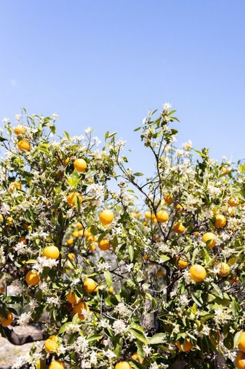 Image No.9-Plot for sale