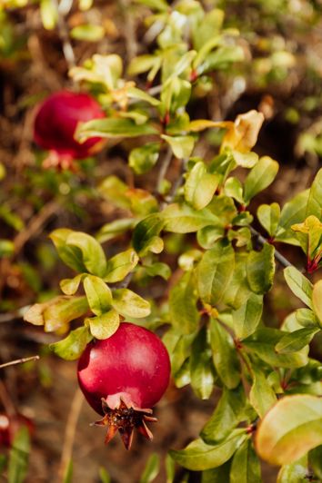 Image No.30-2 Bed House for sale