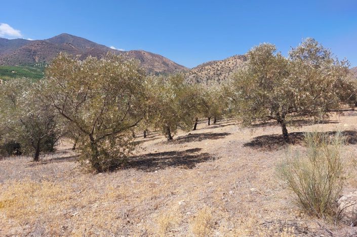 Image No.11-Terrain à vendre à Álora