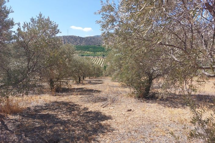 Image No.12-Terrain à vendre à Álora