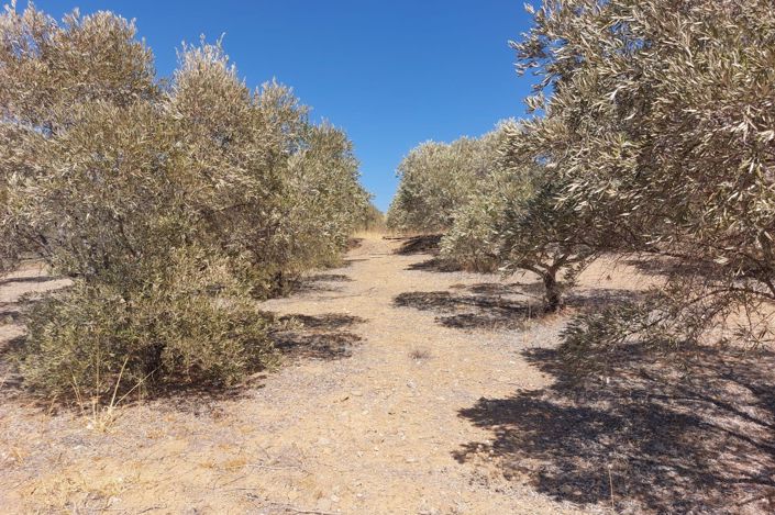 Image No.17-Terrain à vendre à Álora