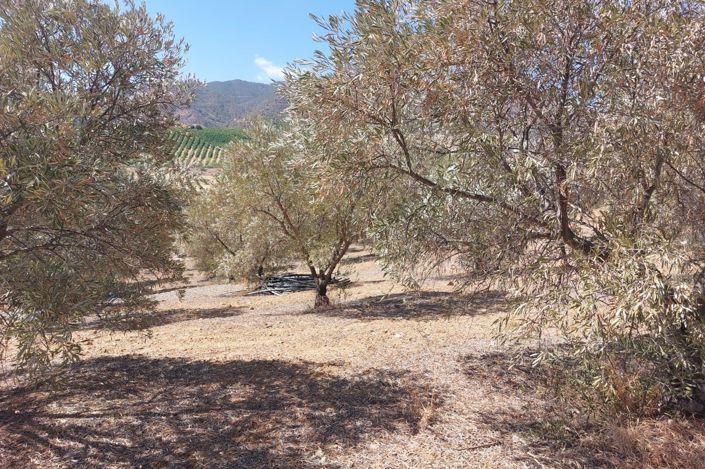 Image No.5-Terrain à vendre à Álora