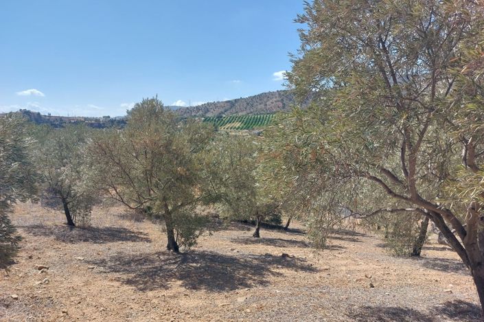 Image No.6-Terrain à vendre à Álora