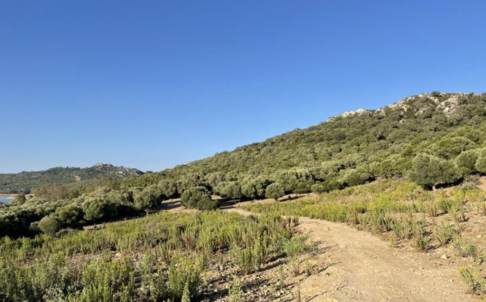 Image No.15-3 Bed Finca for sale