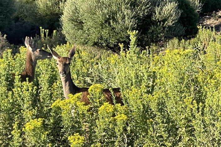 Image No.23-3 Bed Finca for sale