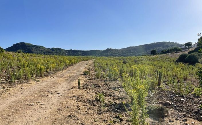 Image No.4-3 Bed Finca for sale