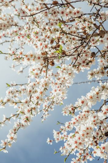 Image No.18-3 Bed House for sale