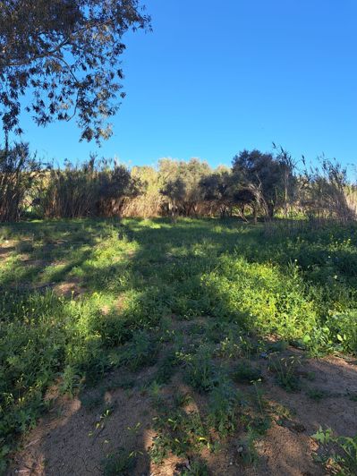 Image No.10-Terrain à vendre à Cartama