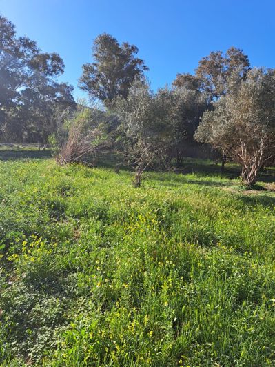 Image No.3-Terrain à vendre à Cartama