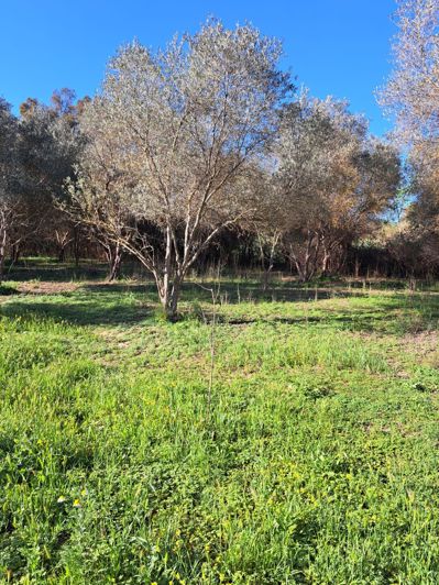 Image No.4-Terrain à vendre à Cartama