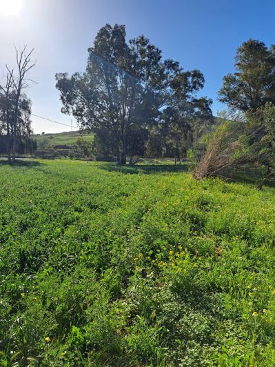 Image No.5-Terrain à vendre à Cartama