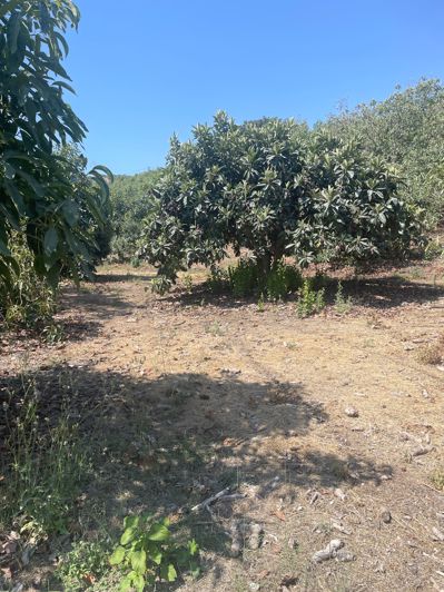 Image No.22-Finca de 2 chambres à vendre à Coin