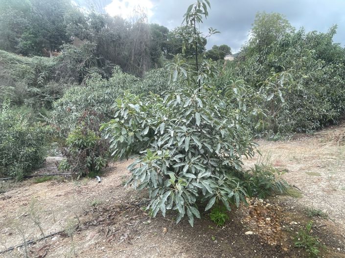 Image No.12-Finca de 2 chambres à vendre à Coin