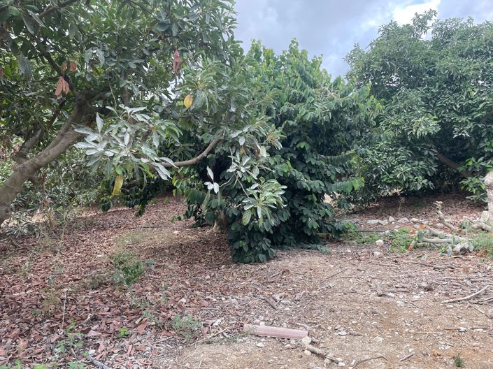 Image No.4-Finca de 2 chambres à vendre à Coin