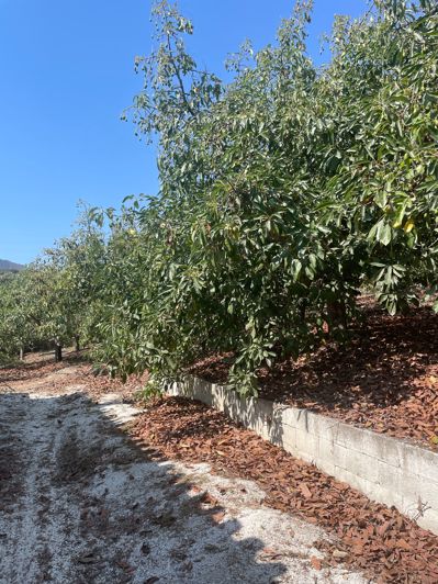 Image No.16-Finca de 2 chambres à vendre à Coin
