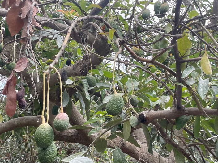 Image No.6-Finca de 2 chambres à vendre à Coin